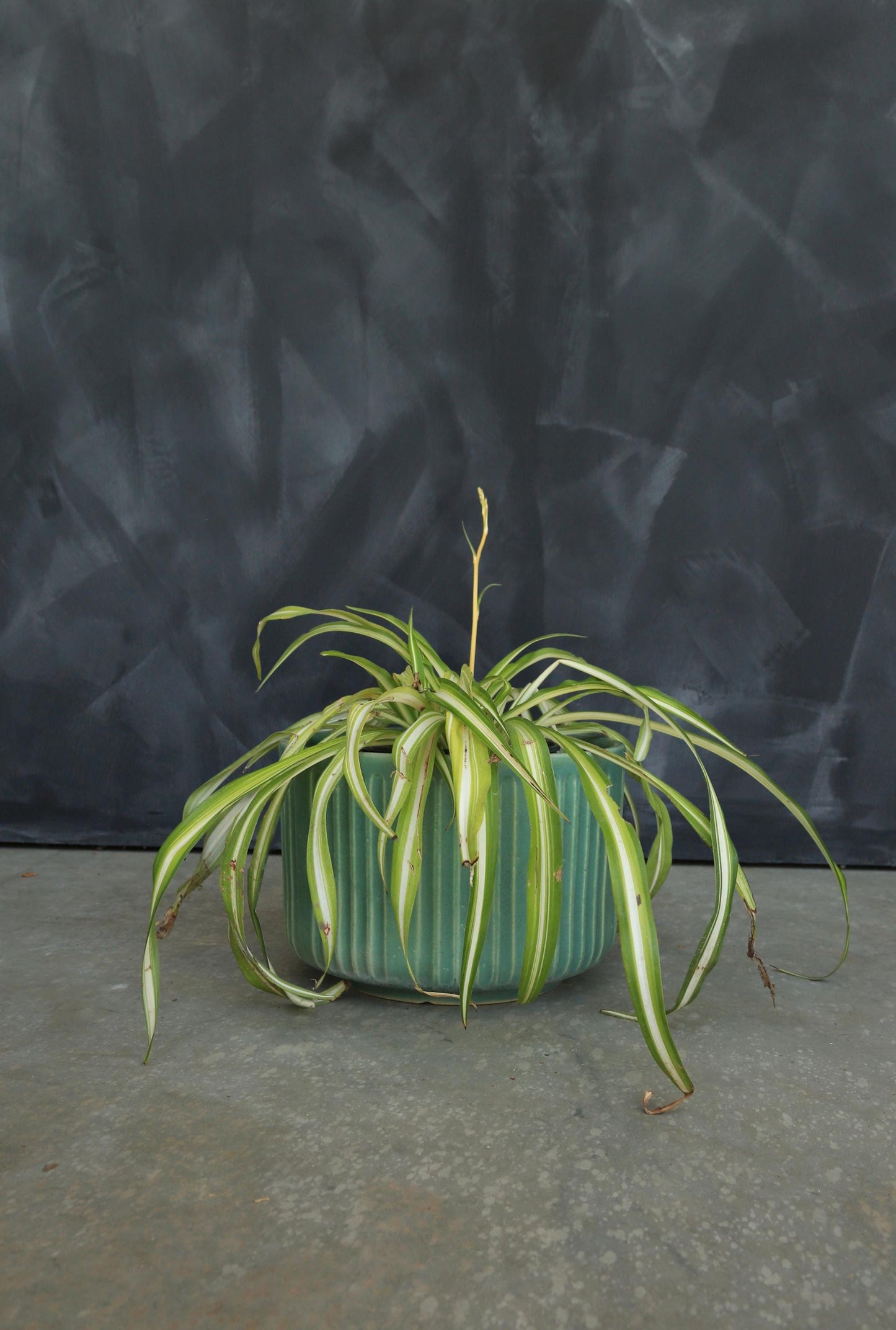 Vintage Mid Century Modern matte green ribbed California pottery ceramic planter pot